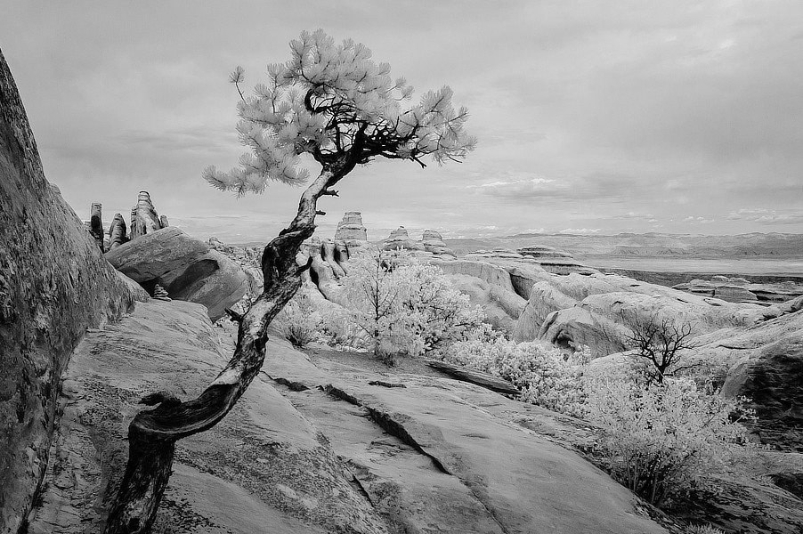 Infračervená černobílá fotografie torza stromu ve skalách, NP Arches, Utah.